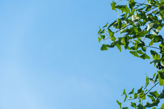 Looking up, green leaves are in the upper right corner with a large area of clean blue sky in the lower left.