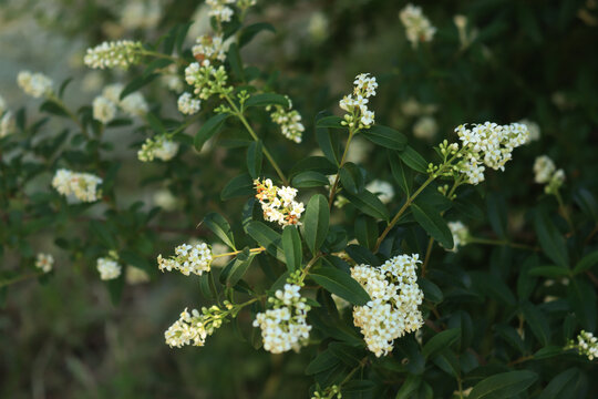 Close-up of white flowers on branches of common privet bush. Ligustrum vulgare tree in bloom in the garden