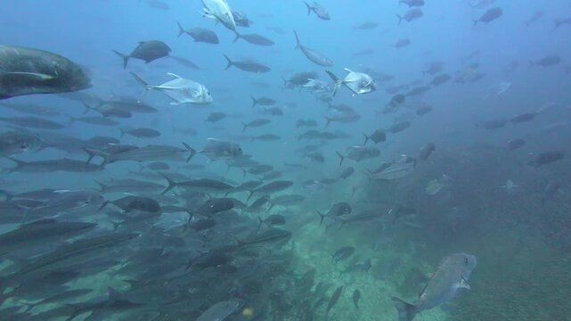 Richelieu Rock, Thailand: Dramatic underwater footage of a group of giant, Bigeye trevally and school of small glass fish during a dive in the Richelieu Rock site in the Andaman sea 