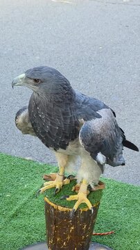 Black-chested buzzard-eagle (Geranoaetus melanoleucus) perched on a wooden block stand at a falconry display in Spain. Majestic South American raptor in captivity.