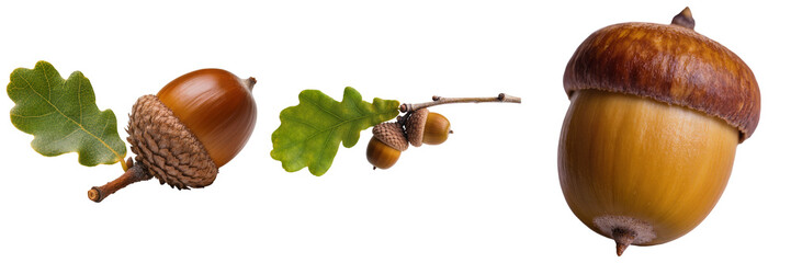 Close-up of three brown acorns with green oak leaves, symbolizing autumn and nature, on transparent background. © BinhMai