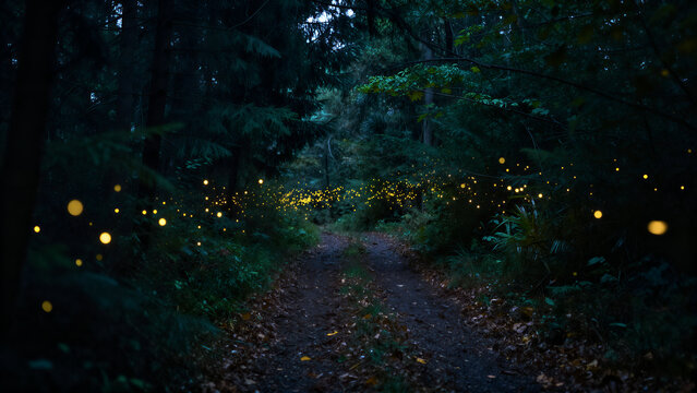Night Forest Firefly Path