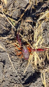 Invasive red swamp crayfish trying to hide under dry rice straw on muddy field ground. Slow motion video of alien freshwater species crawling in agricultural environment.