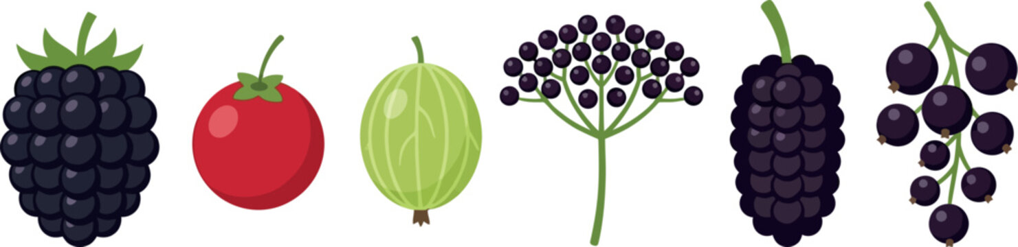 Berries and fruit vector illustration isolated on transparent background