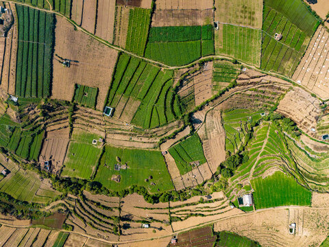 Aerial view of the lush green and brown terraced agricultural fields of Brakseng, showcasing the intricate patterns of rural farmland in the highlands of Batu, East Java, Indonesia.