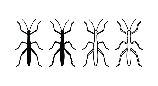 Four stick insect silhouettes display varying leg and body positions on a white background phasmid