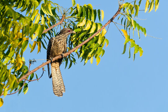 Asiatischer Koel sitzt in einem Neembaum