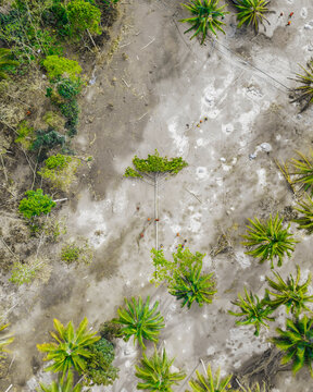Aerial view of the volcanic ash-covered landscape in Sumberwuluh with scattered palm trees, a fallen tree, and people walking through the area in Candipuro, East Java, Indonesia.