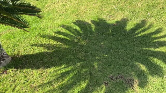 Shadow of a palm tree cast over green grass, sunlight filtering through fronds, creating a dappled natural pattern.