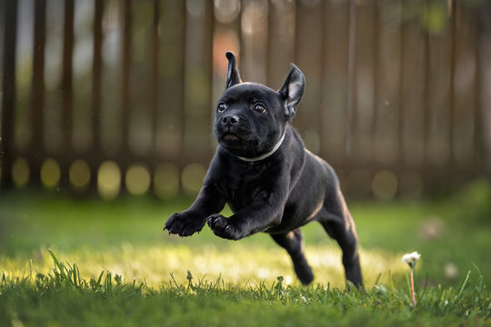 staffordshire bull terrier puppy jumping on grass