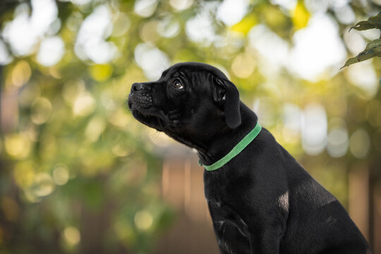 staffordshire bull terrier puppy portrait outdoors in summer