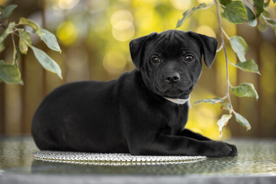 cute staffordshire bull terrier puppy lying down outdoors