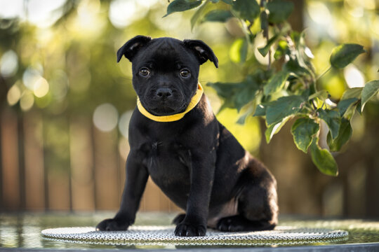cute black staffordshire bull terrier puppy sitting outdoors in summer