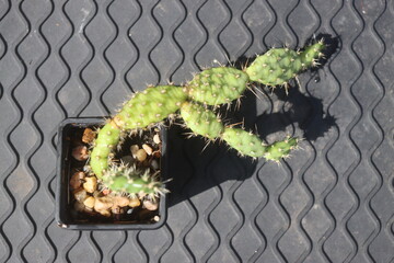 Opuntia fragilis Fraser Valley BC Canada kwiat żółty opuncja kaktus © Perovskia
