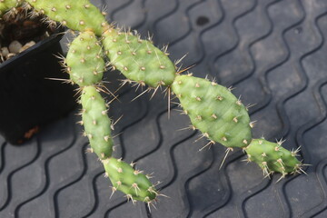 Opuntia fragilis Fraser Valley BC Canada kwiat żółty opuncja kaktus © Perovskia