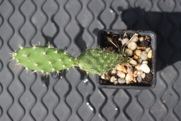 Opuntia fragilis Fraser Valley BC Canada kwiat żółty opuncja kaktus © Perovskia