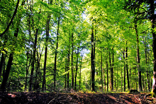 Blackwood Forest Winchester Hampshire