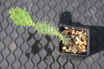 Opuntia fragilis Fraser Valley BC Canada kwiat żółty opuncja kaktus © Perovskia