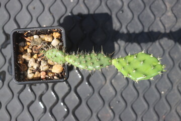 Opuntia fragilis Fraser Valley BC Canada kwiat żółty opuncja kaktus © Perovskia