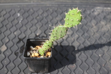 Opuntia fragilis Fraser Valley BC Canada kwiat żółty opuncja kaktus © Perovskia