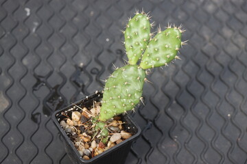 Opuntia fragilis Fraser Valley BC Canada kwiat żółty opuncja kaktus © Perovskia