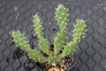 Opuntia fragilis Fraser Valley BC Canada kwiat żółty opuncja kaktus © Perovskia