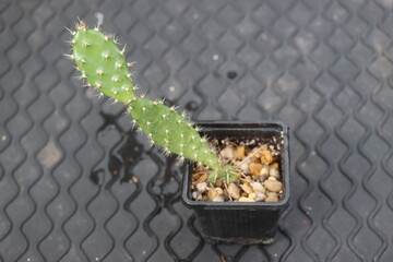 Opuntia fragilis Fraser Valley BC Canada kwiat żółty opuncja kaktus © Perovskia