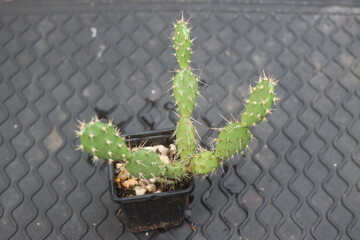 Opuntia fragilis Fraser Valley BC Canada kwiat żółty opuncja kaktus © Perovskia