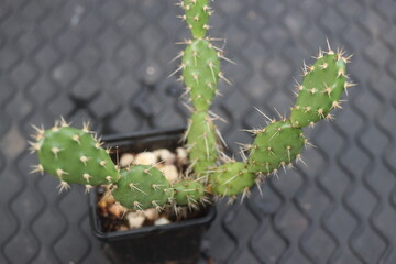Opuntia fragilis Fraser Valley BC Canada kwiat żółty opuncja kaktus © Perovskia
