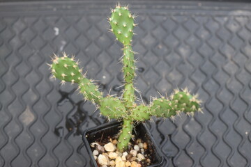 Opuntia fragilis Fraser Valley BC Canada kwiat żółty opuncja kaktus © Perovskia