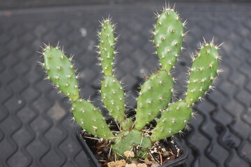 Opuntia fragilis Fraser Valley BC Canada kwiat żółty opuncja kaktus © Perovskia