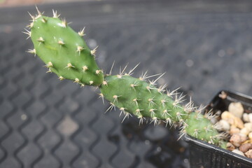 Opuntia fragilis Fraser Valley BC Canada kwiat żółty opuncja kaktus © Perovskia