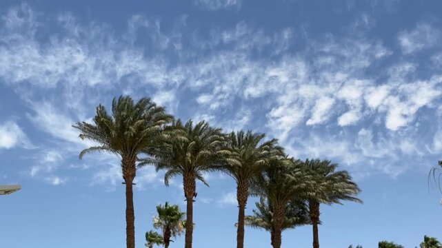 Timelapse of several palm trees against moving clouds, sky motion, tropical breeze, serene nature.