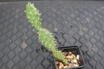 Opuntia fragilis Fraser Valley BC Canada kwiat żółty opuncja kaktus © Perovskia