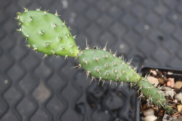Opuntia fragilis Fraser Valley BC Canada kwiat żółty opuncja kaktus © Perovskia