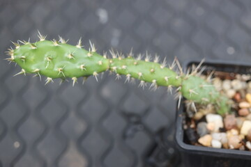Opuntia fragilis Fraser Valley BC Canada kwiat żółty opuncja kaktus © Perovskia