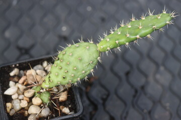 Opuntia fragilis Fraser Valley BC Canada kwiat żółty opuncja kaktus © Perovskia