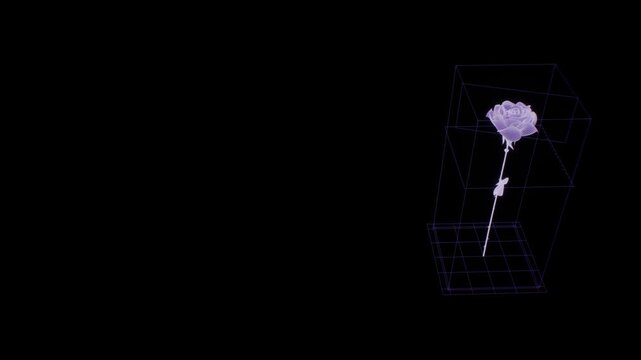 Monochrome holographic wireframe rose with stem and leaves rotates inside a 3D bounding box over black