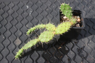 Opuntia fragilis Fraser Valley BC Canada kwiat żółty opuncja kaktus © Perovskia