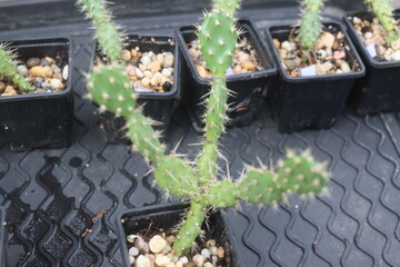 Opuntia fragilis Fraser Valley BC Canada kwiat żółty opuncja kaktus © Perovskia