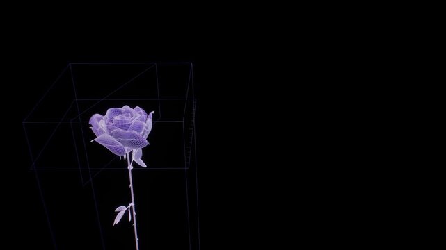 Detailed white wireframe rose blossom turns beside a subtle cyan frame against a black space in a CGI render