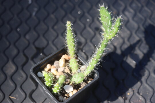 Opuntia fragilis Fraser Valley BC Canada kwiat ż&oacute;łty opuncja kaktus
