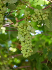 Green grapes growing on vine in vineyard © PHDG Stock