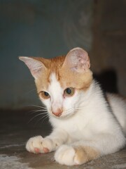 cat looking expression © Bayu