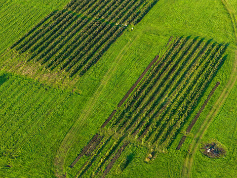 Aerial view of agricultural fields with neat rows of crops set within a lush green rural landscape in Kaisiadorys, Kaunas County, Lithuania.