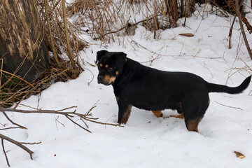 A large black and tan rottweiler dog stands in deep snow near a tree trunk and dry bushes. The animal looks attentively ahead during a winter outdoor walk. © Олег Струс