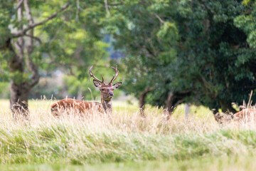 Staring deer stands tall in golden grass © nicholasjermy