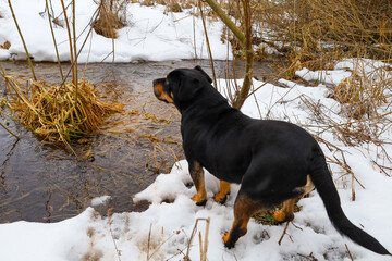 A black and tan rottweiler stands on a snowy river bank and attentively watches the flow of water. A winter landscape with dry grass, bushes, and white snow stretches around.  © Олег Струс