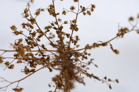 A dry wild plant inflorescence stands out against a snowy white cover in winter. Fragile brown twigs and seeds create a delicate natural pattern outdoors. A minimalistic winter motif highlights the qu