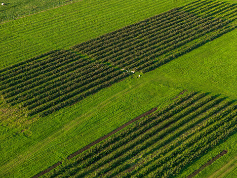 Aerial view of lush green agricultural fields with neat rows of crops stretching across the landscape in Kaisiadorys, Kaunas County, Lithuania.